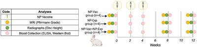 Immunization against nucleus pulposus antigens to accelerate degenerative disc disease in a rabbit model